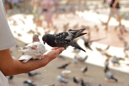 Pigeon on man hand photo