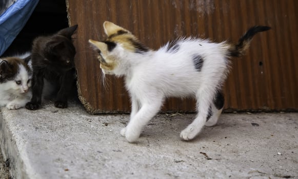 Abandoned kittens nature photo