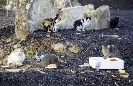 Stray cats eating on the street photo