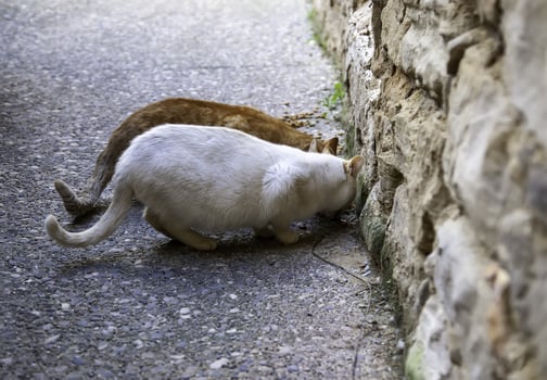 Stray cats eating on the street photo