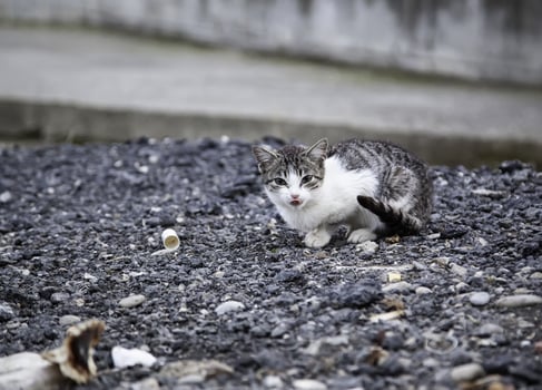 Abandoned stray cat photo