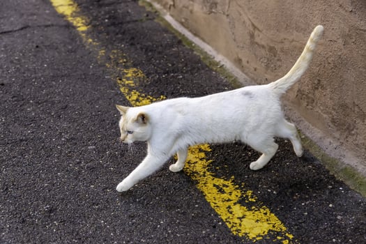 Abandoned stray cat photo