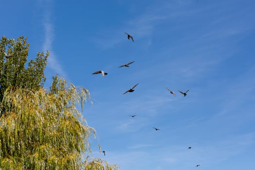 Flight of pigeons over the town of Garray, province of Soria, Castilla y Leon, Spain photo