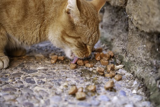 Stray cats eating on the street photo
