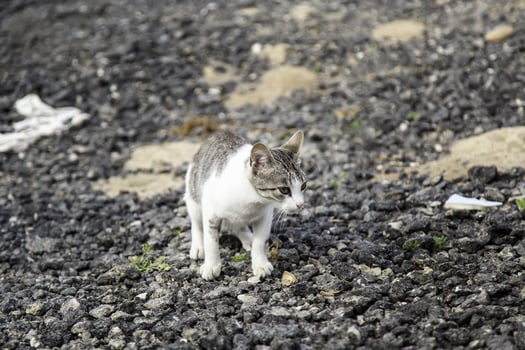 Abandoned street cats photo