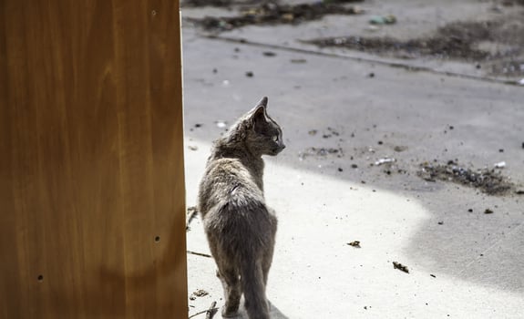 Stray gray cat photo
