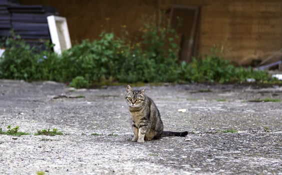 Stray gray cat photo