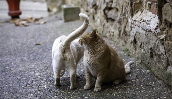 Two stray cats on a street in the city photo