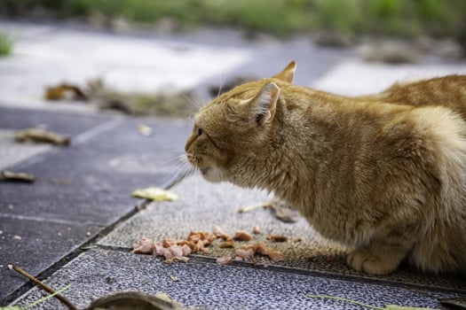 Stray cats eating on the street photo