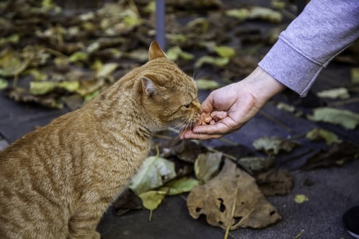 Stray cats eating on the street photo