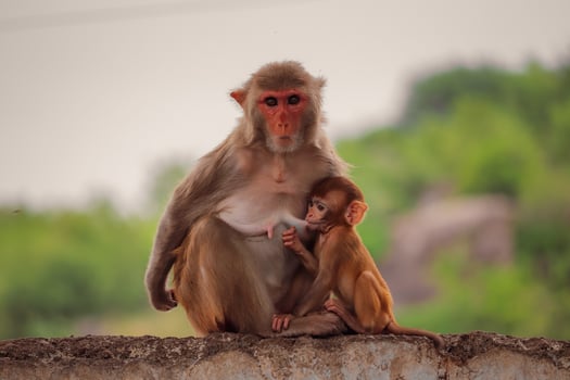 Mother Monkey sitting on wall with baby photo