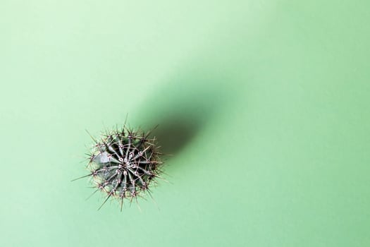 Background from a cactus on a green background. Plant texture with thorns photo