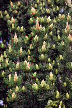 Pine with young cones photo