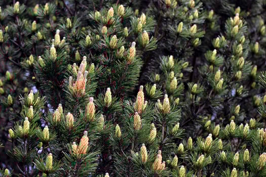 Pine with young cones photo