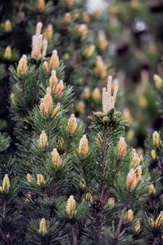 Pine with young cones photo