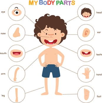 illustration of vocabulary part of body vector