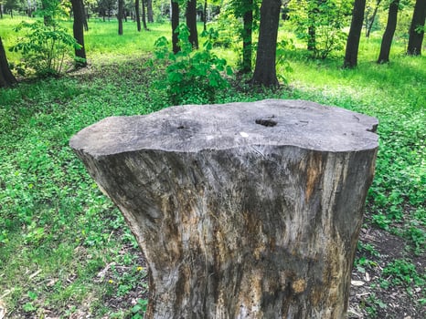 The big stump in the greenwood. Kharkov, Ukraine photo