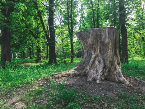 The big stump in the greenwood. Kharkov, Ukraine photo