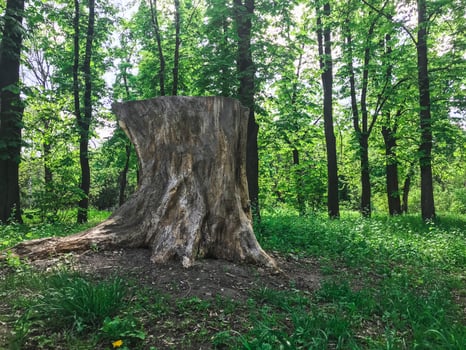 The big stump in the greenwood. Kharkov, Ukraine photo