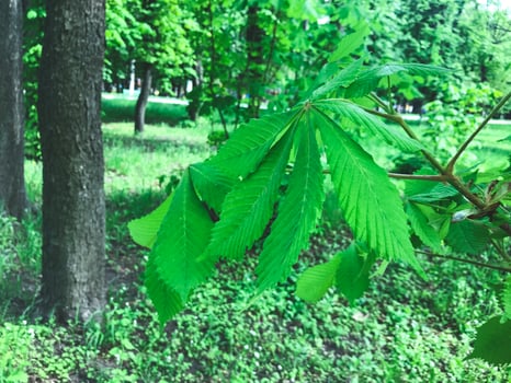 Green chestunt leaves in the park of Kharkov city, Ukraine photo
