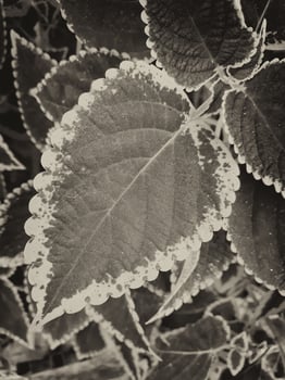 Background of dark gray color leaves photo