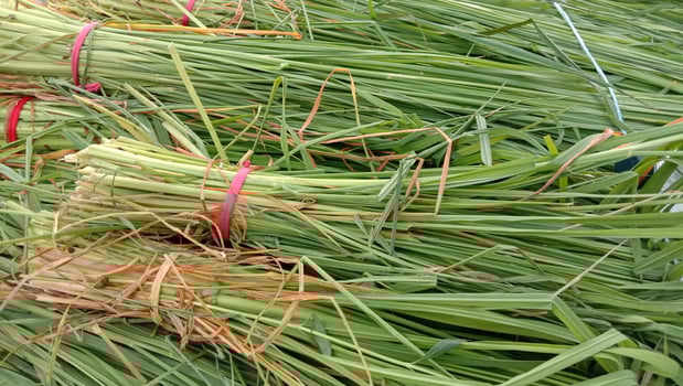 green colored grass closeup on garden photo