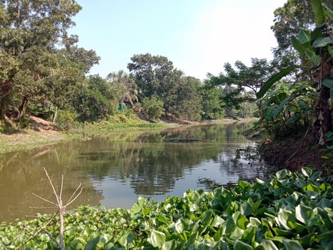 Common water hyacinth flower on lake photo