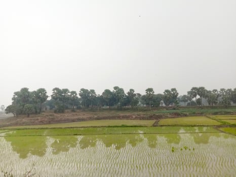 wetlands with nature in morning photo