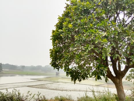 wetlands with tree in morning photo