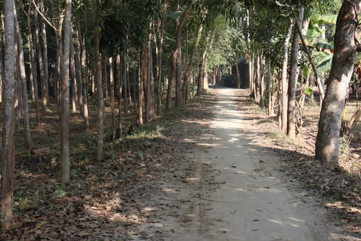 natural view of village with road photo