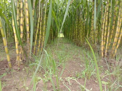 yellow colored tasty and healthy sugar cane photo