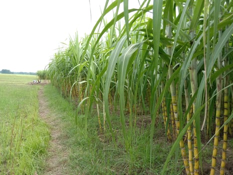 yellow colored tasty and healthy sugar cane photo