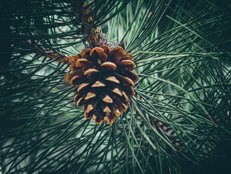 fir cone on a branch.  cone of a Douglas-Fir tree photo