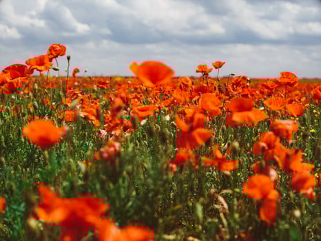 Field of red poppies. Flowers Red poppies blossom on wild photo