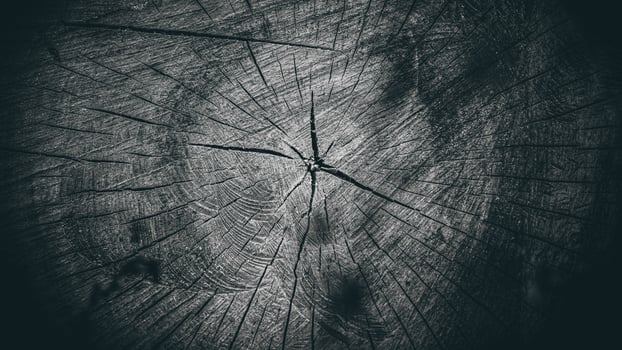 beautiful dry wood stump. cracked wood texture photo