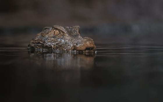 Cuvier's dwarf caiman photo