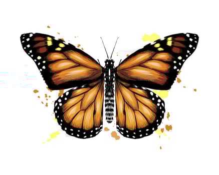 Butterfly from a splash of watercolor, colored drawing, realistic. Vector illustration of paints