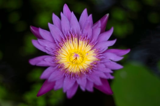 Purple day blooming water beautiful green lily pads photo