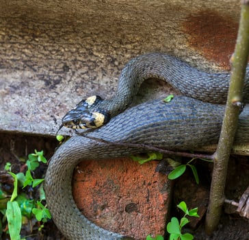 Collared snake, Grass snake in the Nature ,Natrix natrix photo