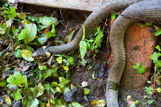Collared snake, Grass snake in the Nature ,Natrix natrix photo