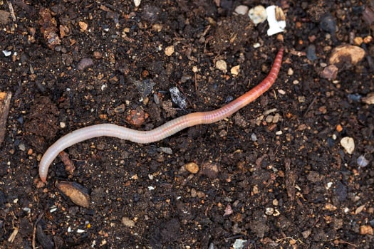 Useful Earthworm in the Nature photo