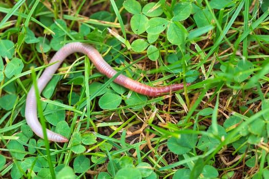 Useful Earthworm in the Nature photo