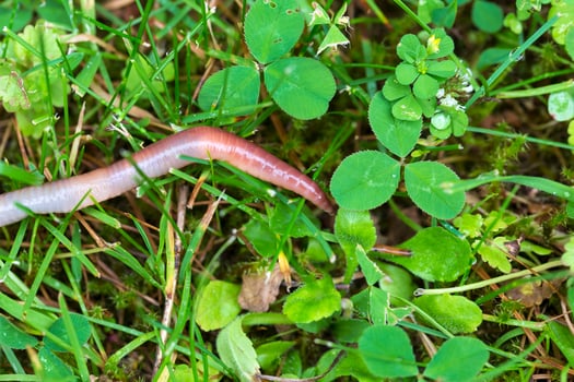 Useful Earthworm in the Nature photo
