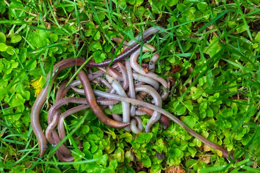 Useful Earthworm in the Nature photo