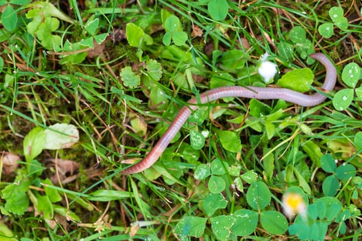 Useful Earthworm in the Nature photo