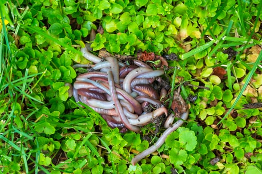 Useful Earthworm in the Nature photo