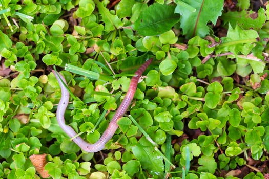 Useful Earthworm in the Nature photo