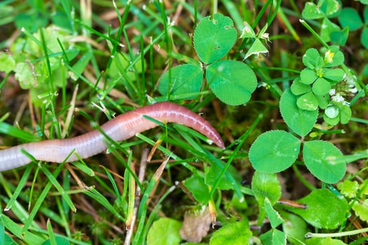 Useful Earthworm in the Nature photo