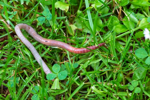 Useful Earthworm in the Nature photo