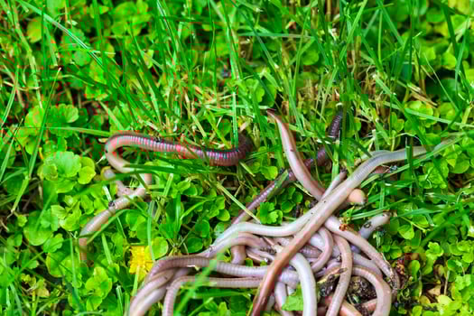 Useful Earthworm in the Nature photo